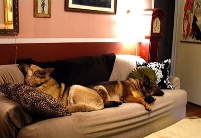 DogCouch